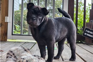 Amelia - Mixed/Other for sale