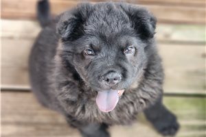 Harry - Mixed/Other for sale