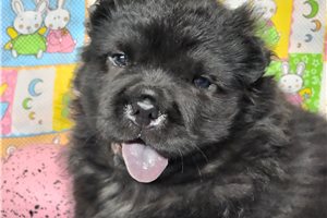 Harry - Mixed/Other for sale