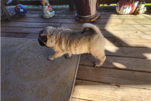 Levi - puppy for sale