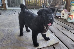 Asher - Mixed/Other for sale