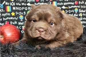 Lucas - puppy for sale