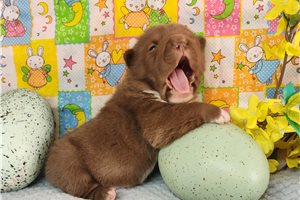 Giovanni - puppy for sale