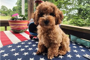Mateo - Miniature Poodle for sale
