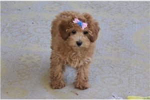 Angelina - Poodle, Miniature for sale