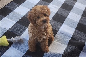 Blush - Miniature Poodle for sale
