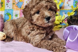 Angelina - puppy for sale