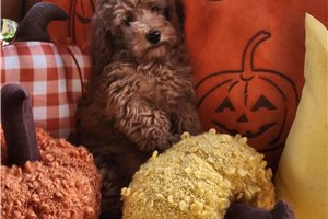 Maxx - puppy for sale