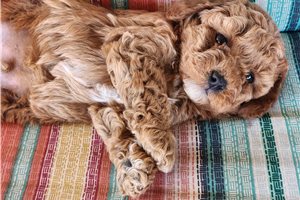 Michael - puppy for sale