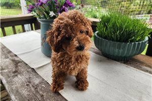 Angelina - Poodle, Miniature for sale