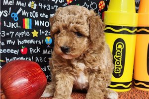 Blossom - puppy for sale