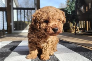 Clayton - Poodle, Miniature for sale