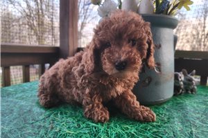 Mateo - Poodle, Miniature for sale