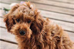 Rolly - Poodle, Miniature for sale