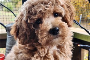 Lawson - puppy for sale