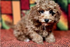 Mayhew - puppy for sale