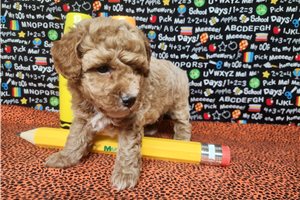 Byron - Poodle, Miniature for sale