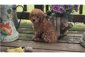 Mateo - Poodle, Miniature for sale
