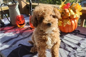 Mavis - puppy for sale