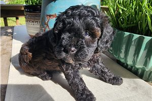 Becky - puppy for sale