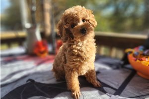 Liam - puppy for sale