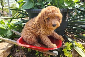 Arrow - Poodle, Miniature for sale