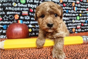 Blush - puppy for sale