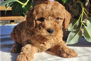 Mateo - Poodle, Miniature for sale
