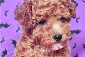 Blush - Miniature Poodle for sale