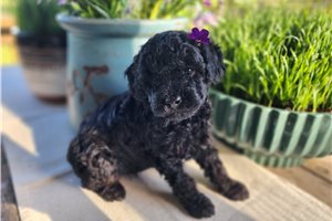Blossom - Poodle, Miniature for sale