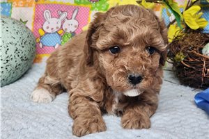 Pepito - puppy for sale