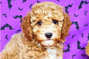 Byron - Miniature Poodle for sale