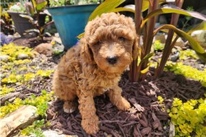 Arrow - Aussiedoodle for sale