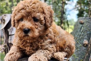 Lennox - puppy for sale