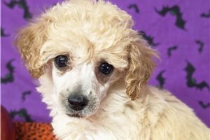 Elodie - puppy for sale