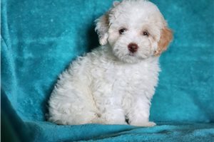 Bonnie - Poodle, Toy for sale