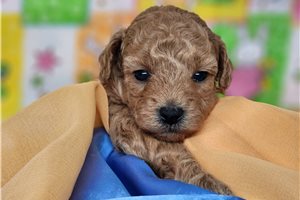 Grayson - puppy for sale