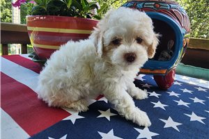 Bonnie - Poodle, Toy for sale