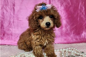 Callie - Poodle, Toy for sale