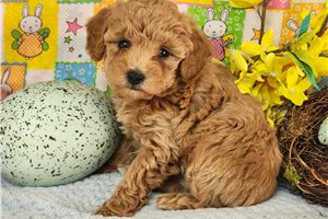 Grayson - Toy Poodle for sale