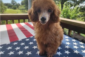 Charlotte - Poodle, Toy for sale