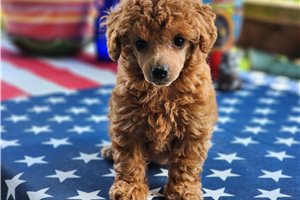 Cynthia - puppy for sale