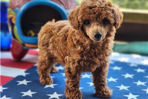 Crystal - Poodle, Miniature for sale