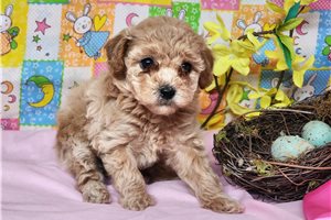Grace - Poodle, Toy for sale