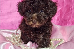 Cosette - Poodle, Toy for sale