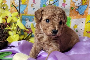 Gianna - puppy for sale
