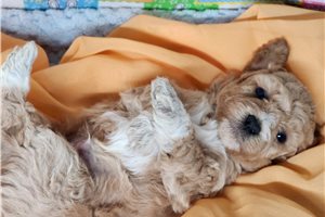 Gabriel - Toy Poodle for sale