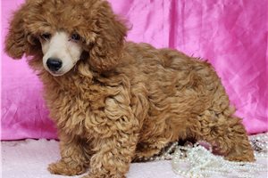 Charlotte - Poodle, Toy for sale