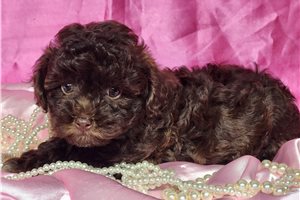 Daisy - puppy for sale
