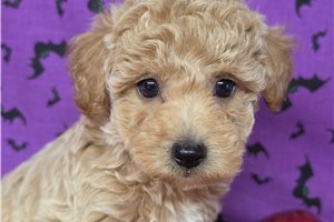 Emmett - puppy for sale